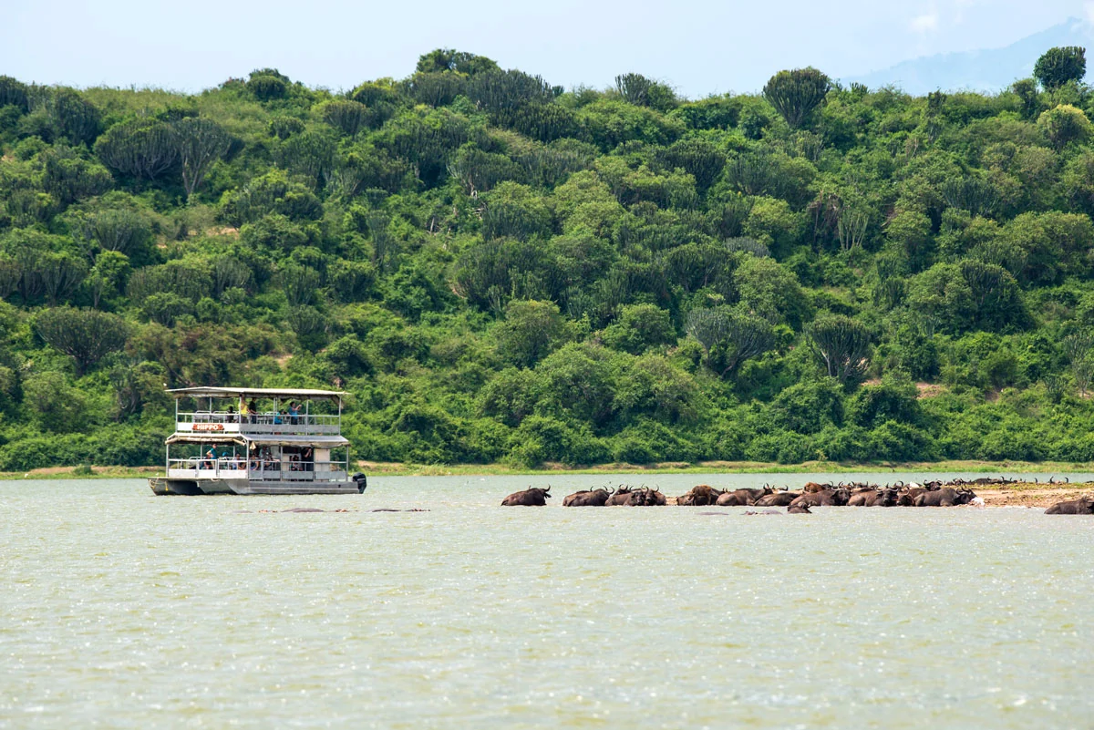 A boat on the Kazinga Channel with hippo along the shore