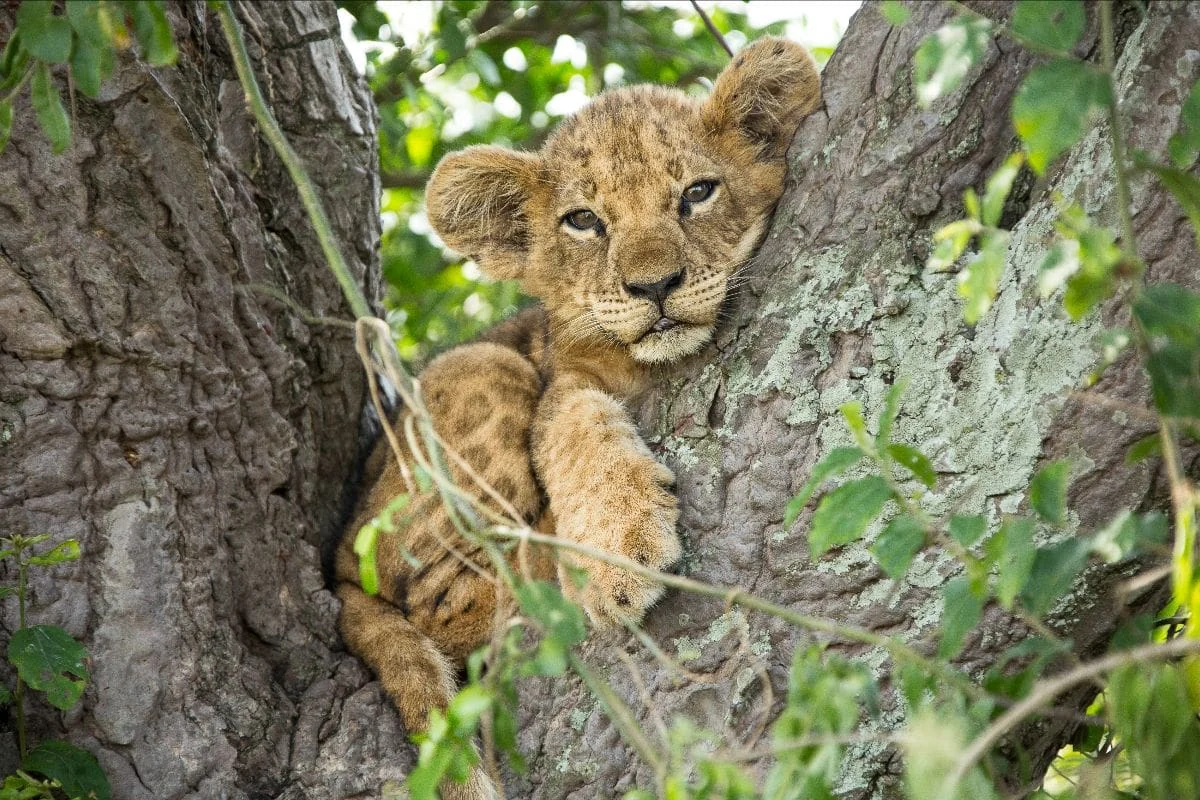 A lion cub resting in a tree