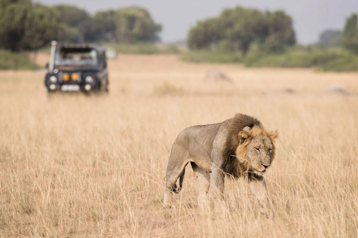 A male lion walking through the grass with a safari vehicle behind