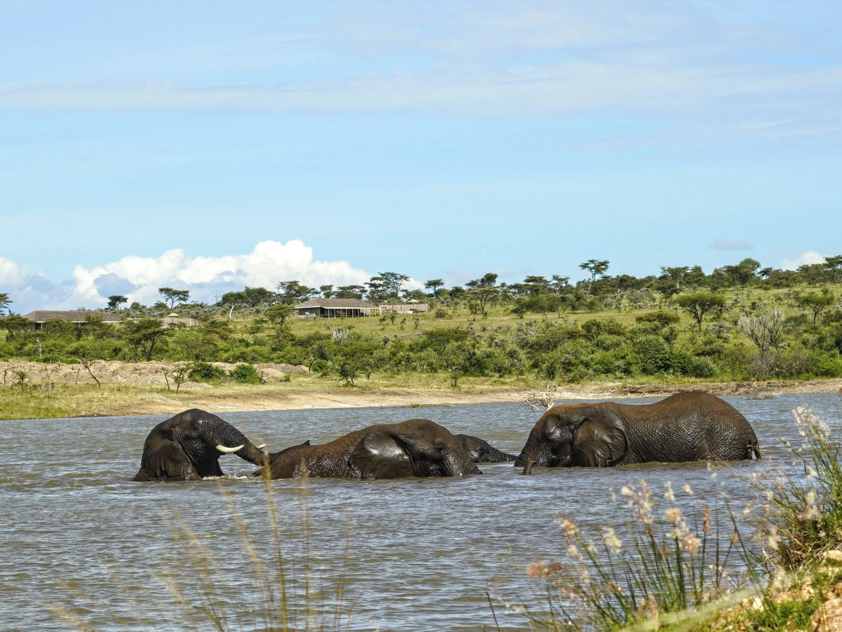 Elephants crossing a river