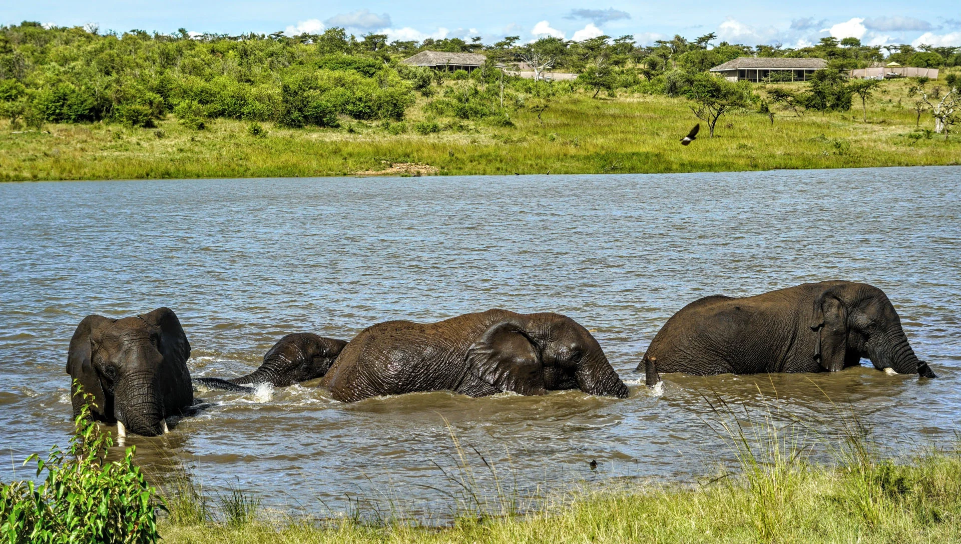 Elephants in the river below the camp