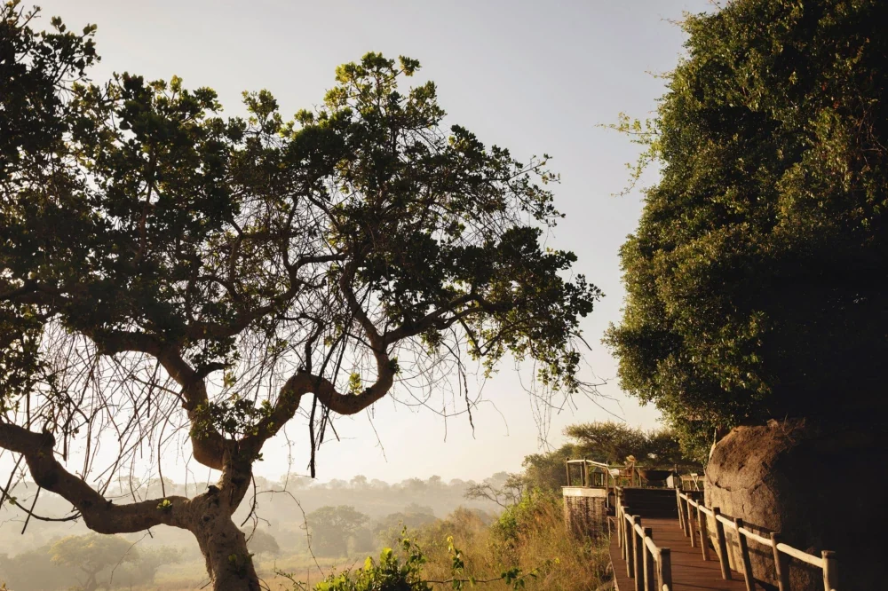 A tree above the rocks with the deck below