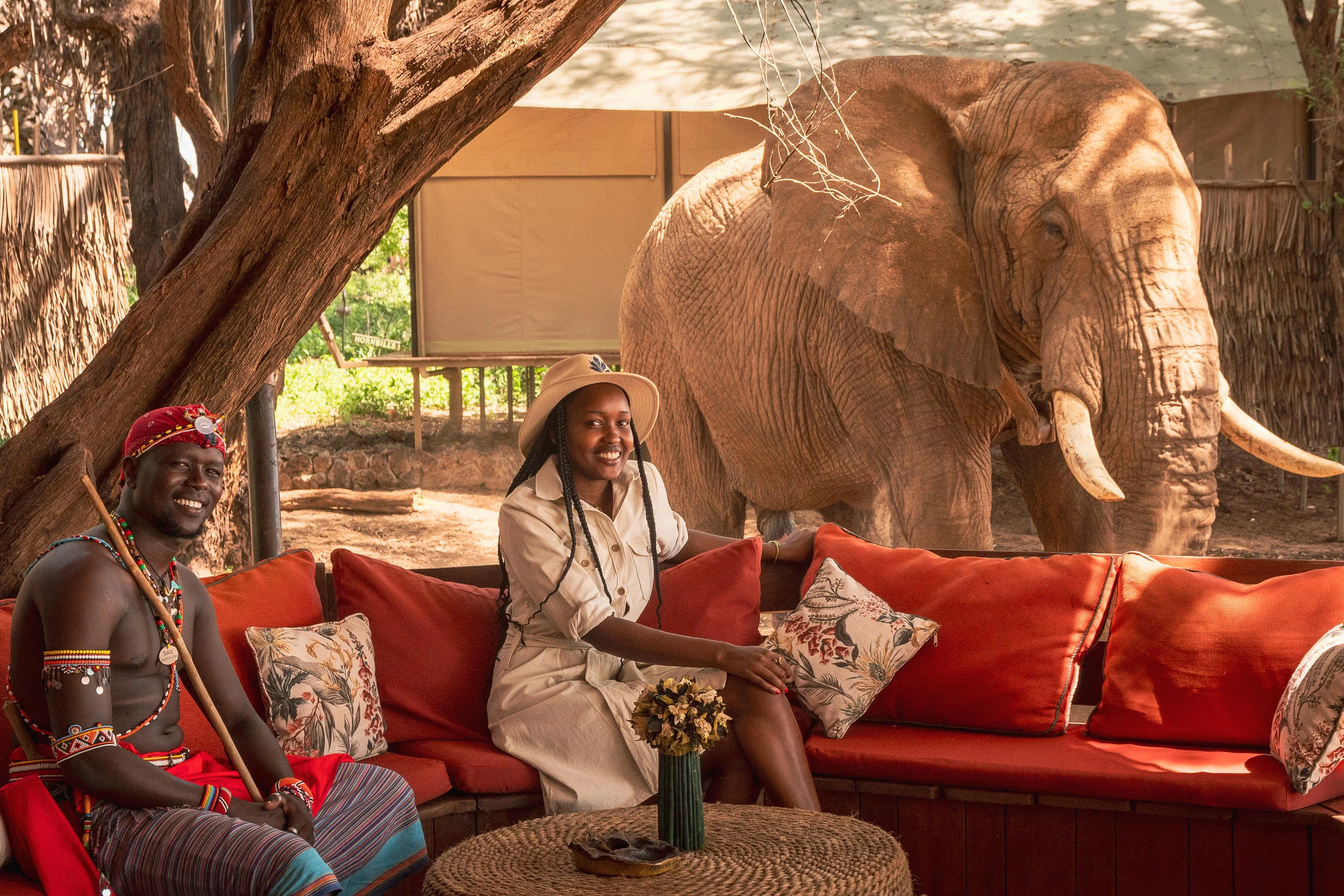 Guests on a sofa with an elephant walking behind