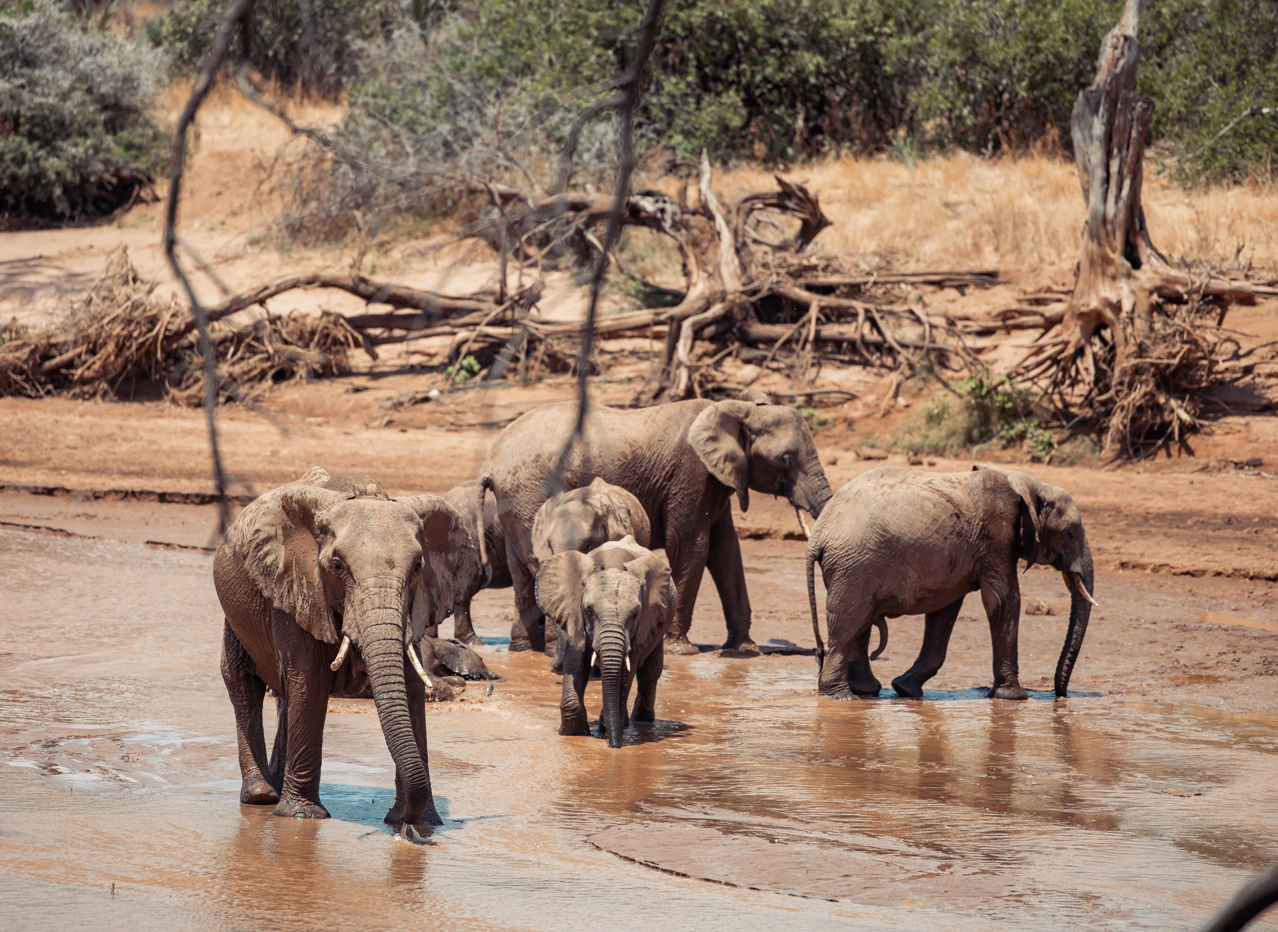 Elephant drinking in the riverbed