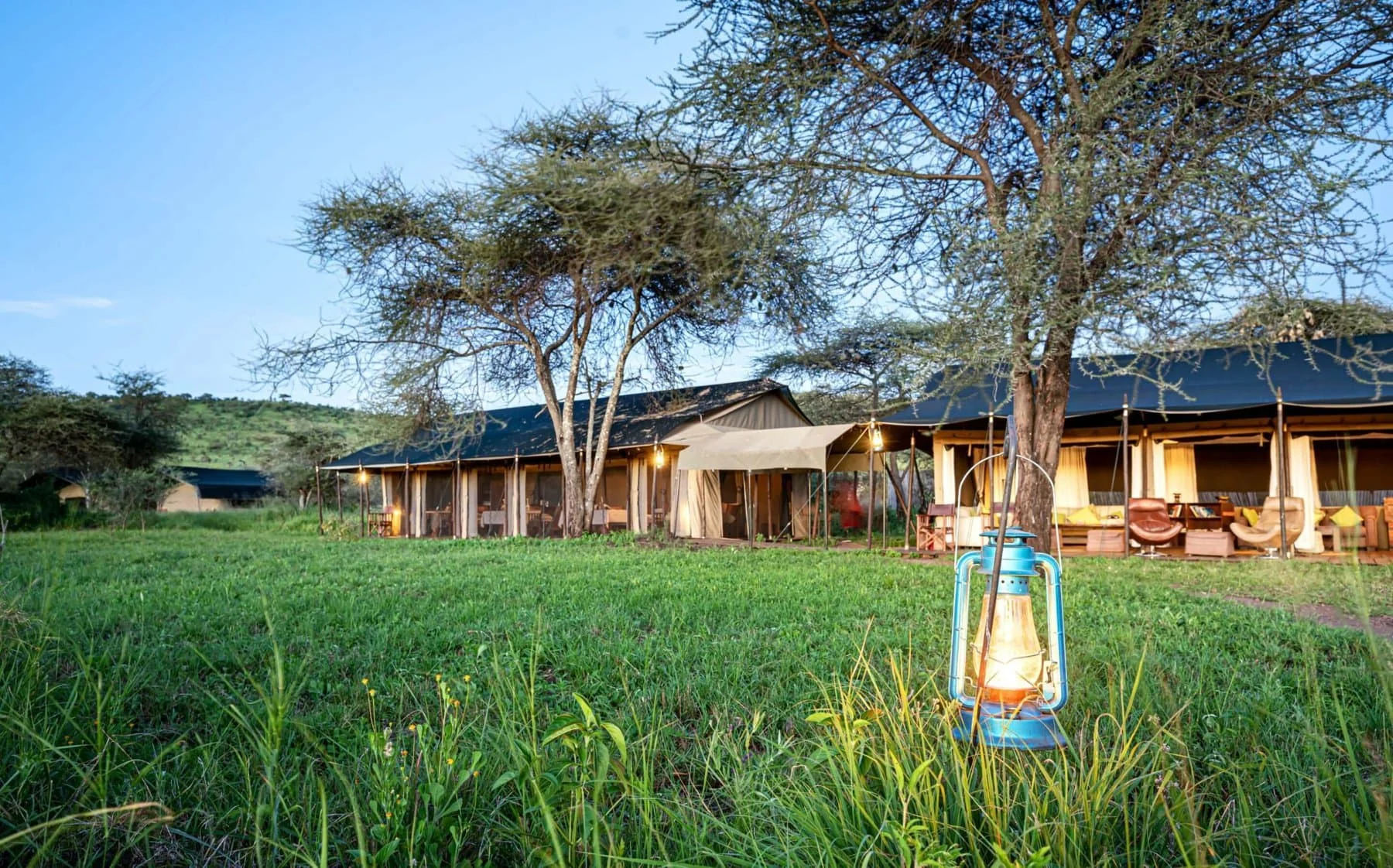 The camp under acacias with a lantern in the grass