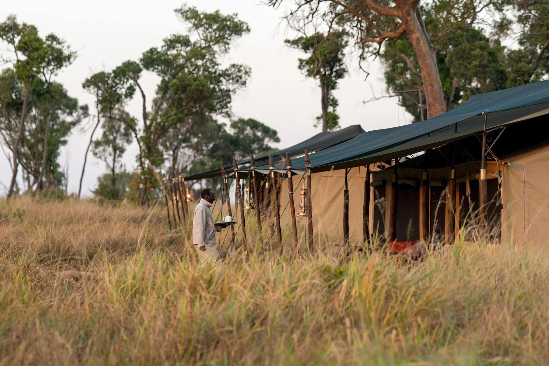 The tents among the trees in the grassland