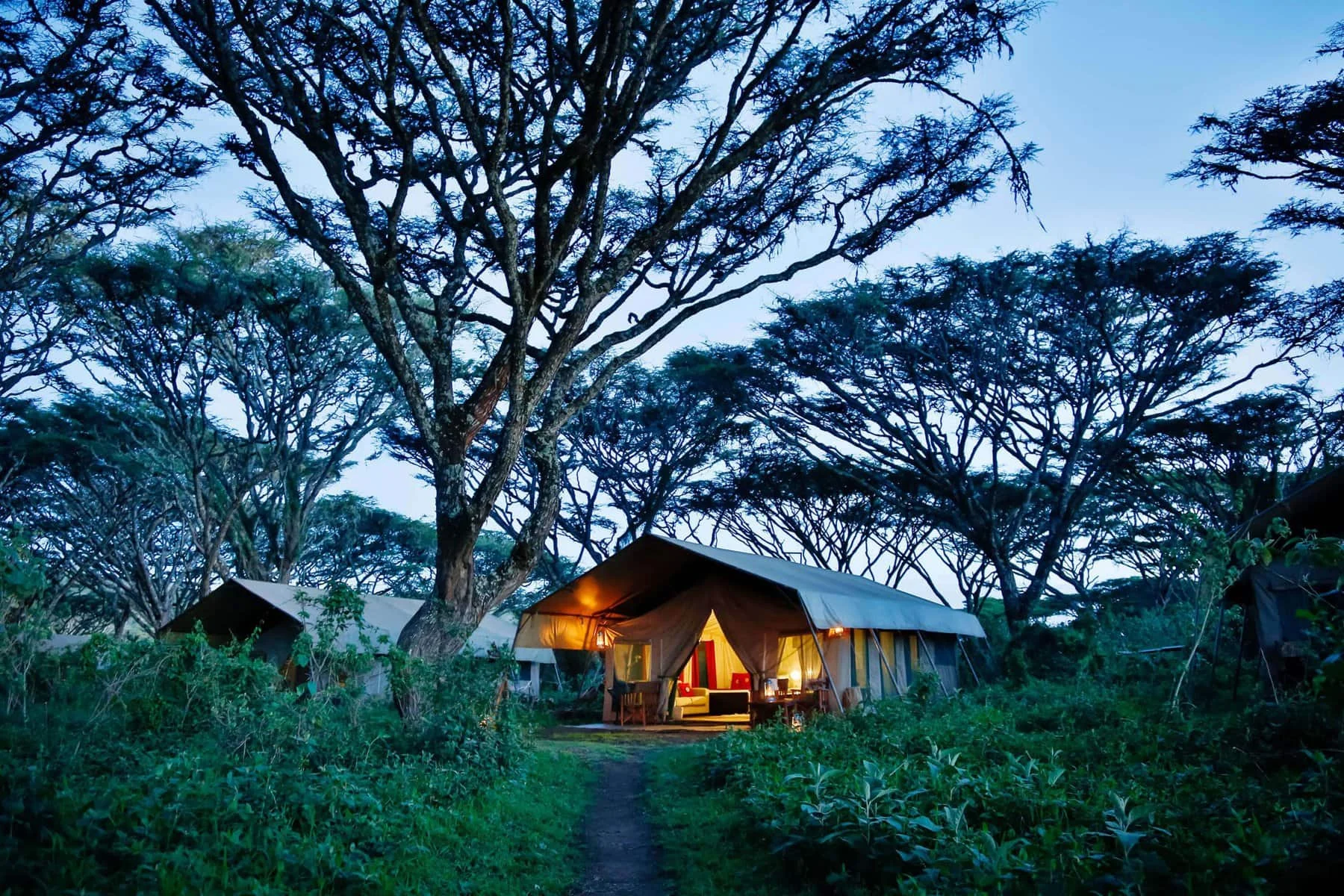 A guest tent beneath the acacias at dusk