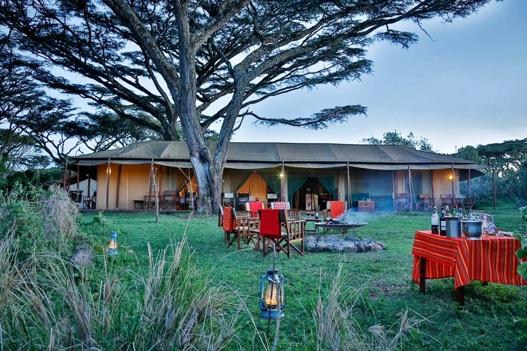 The main tent beneath a large acacia, with chairs on the lawn