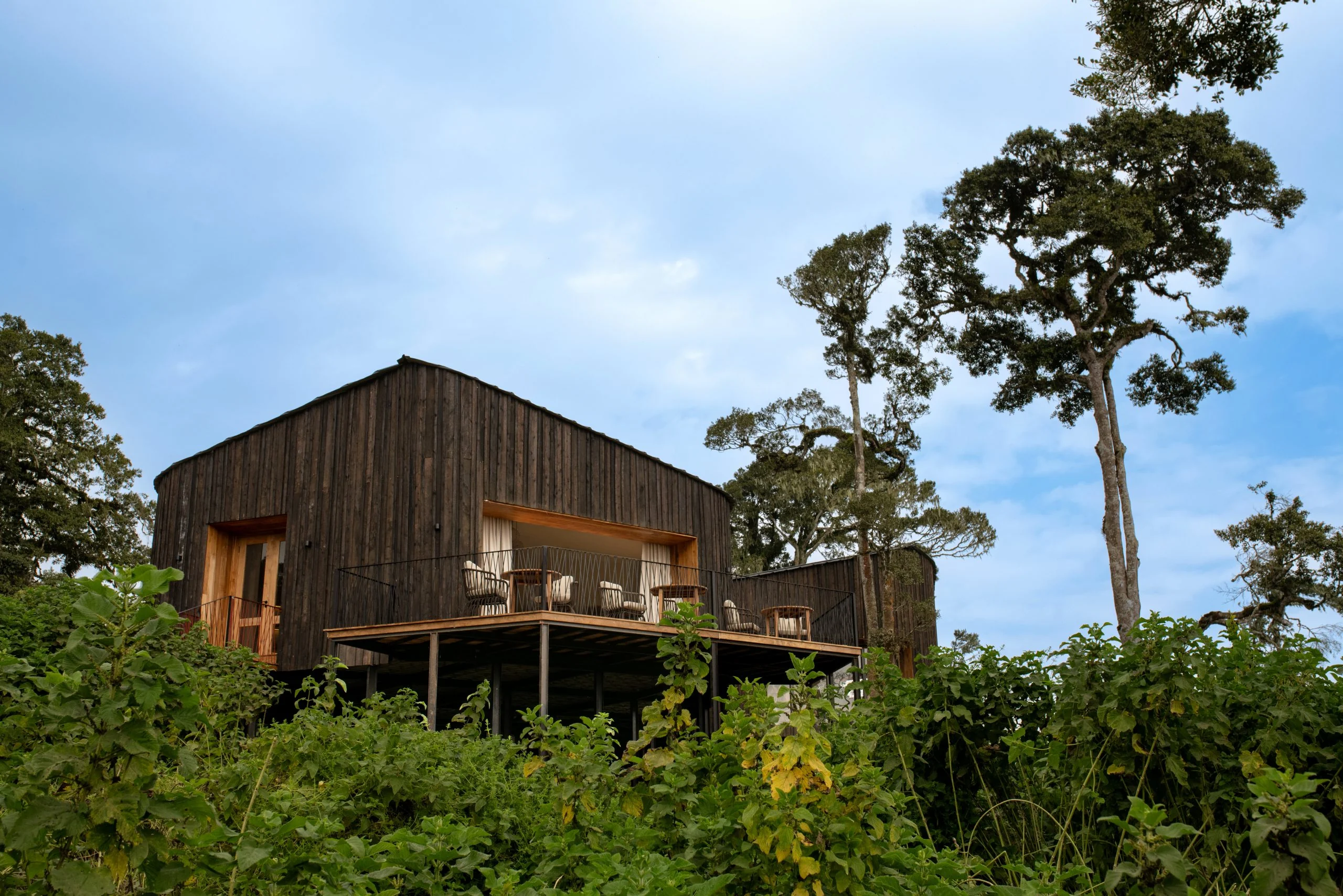 A suite among the forest trees