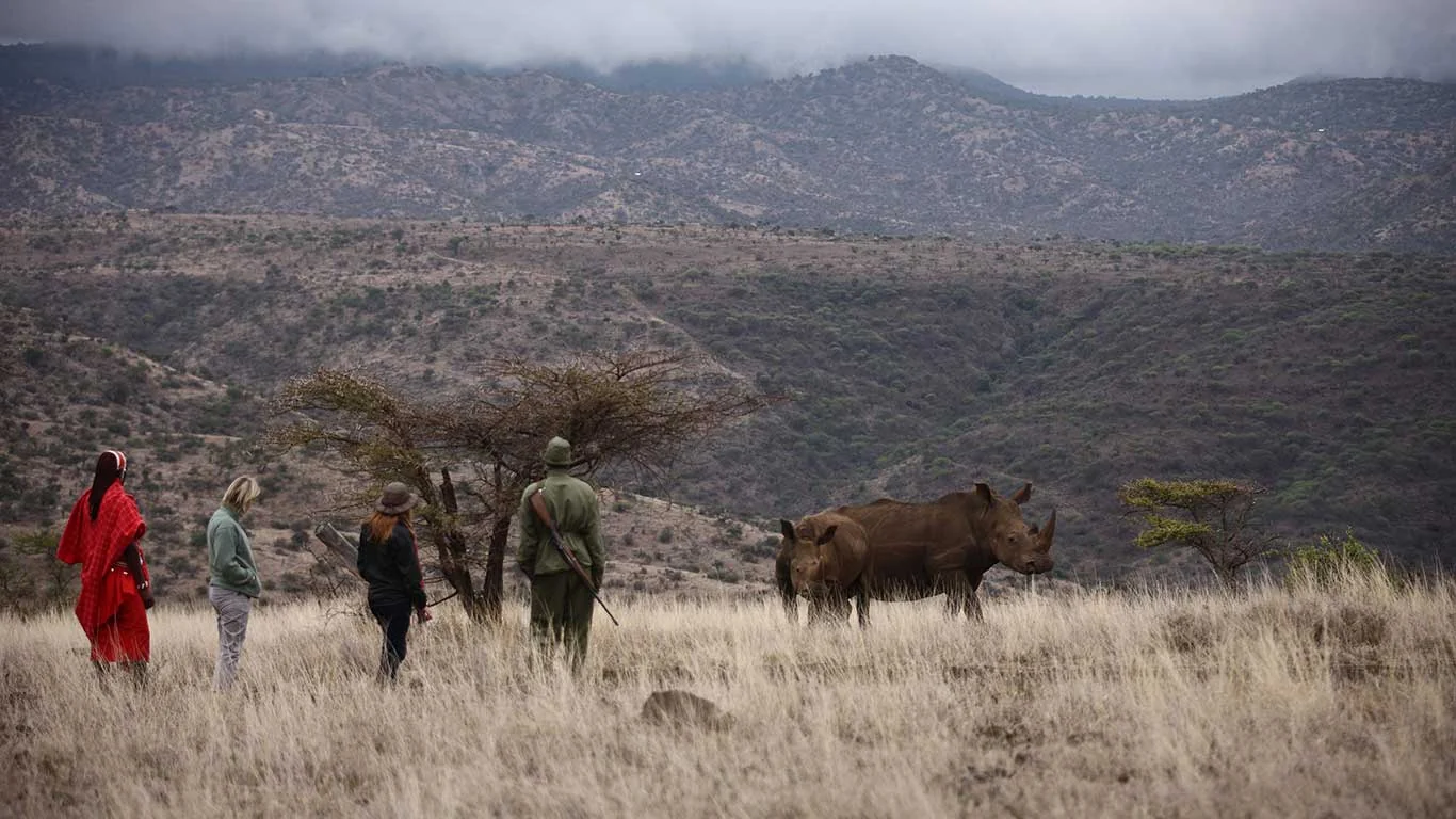 A guided walk with a rhino ahead