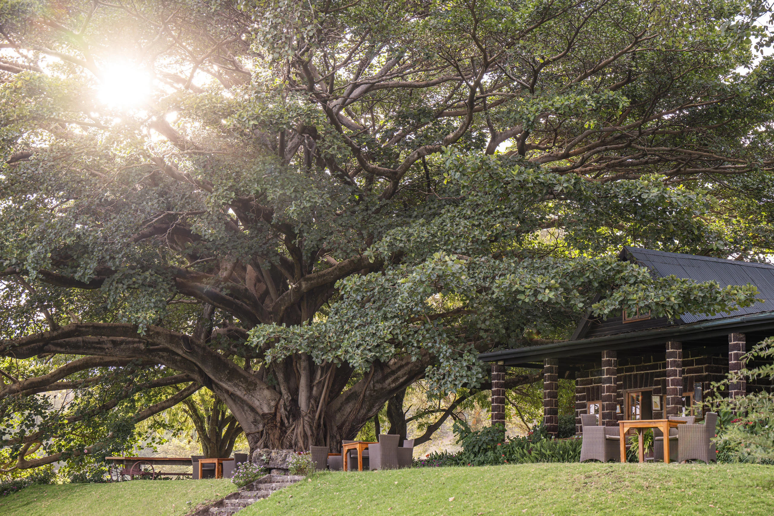 The house beneath a large fig tree