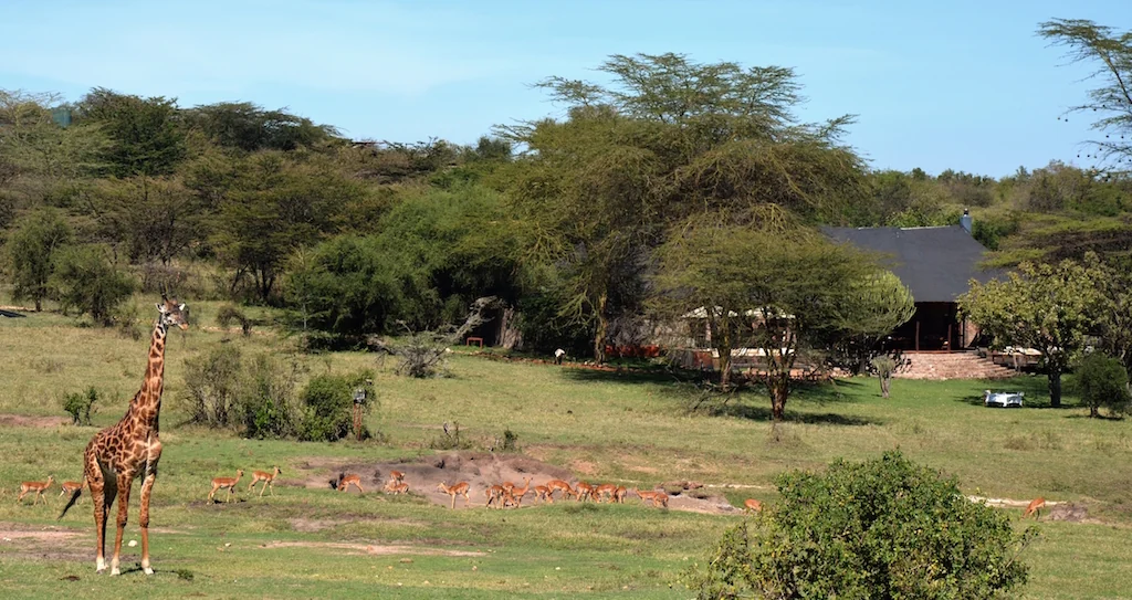 Giraffe and impala at the salt lick