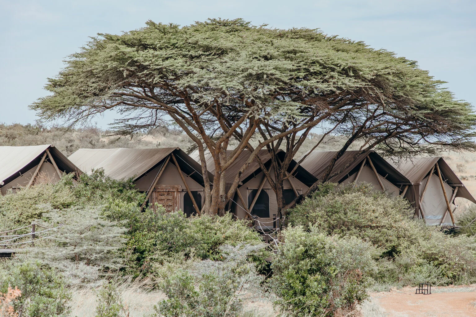 The camp's tents under an acacia, from the air