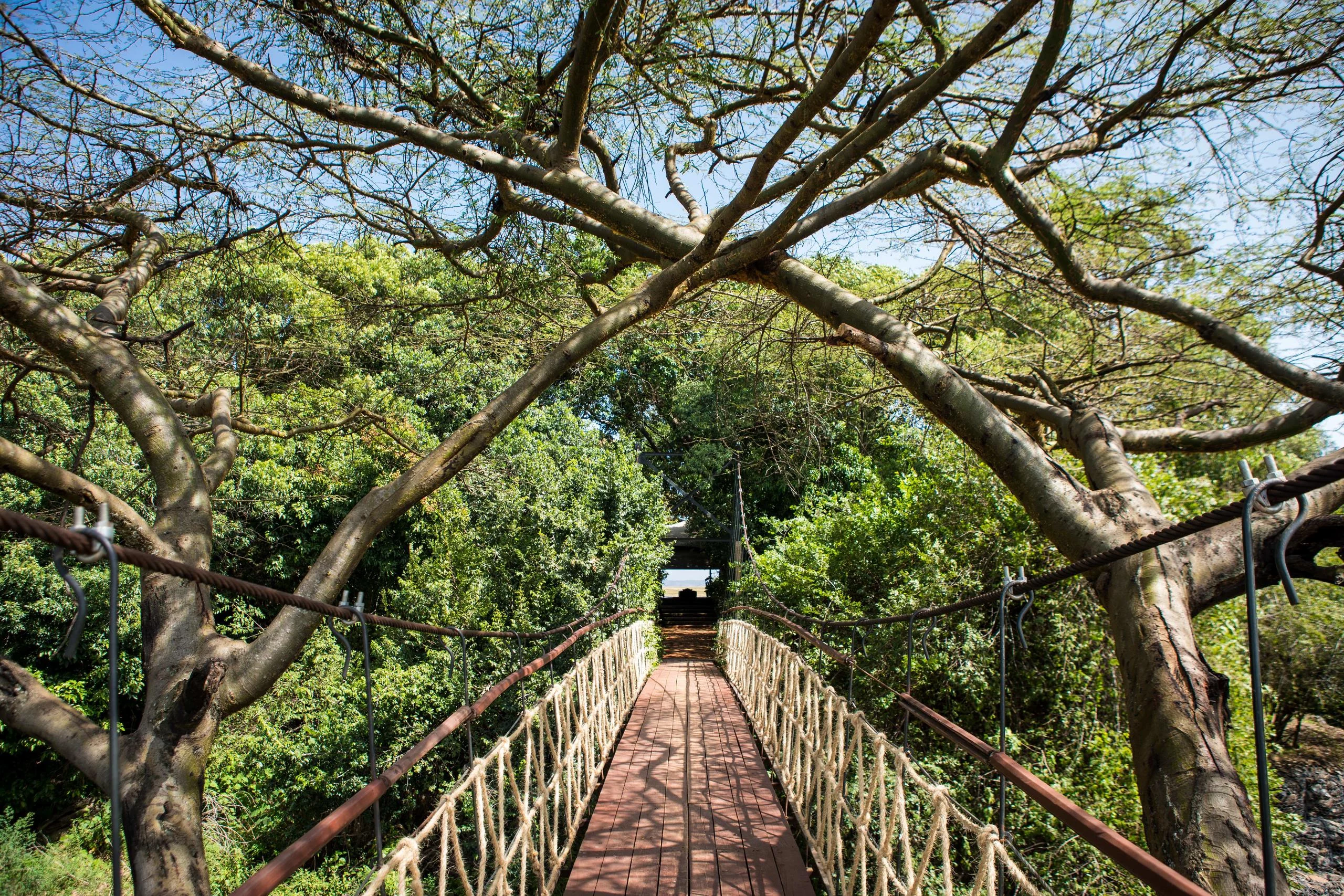 A rope bridge through the riverine forest