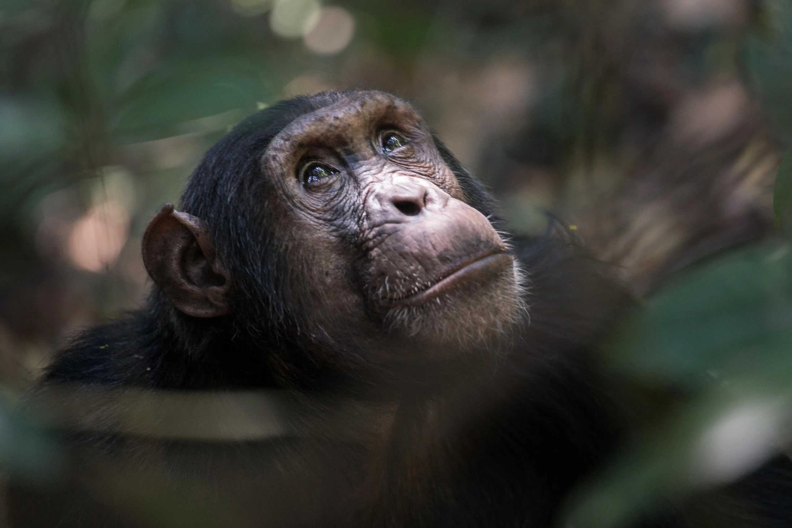 A chimpanzee looking up