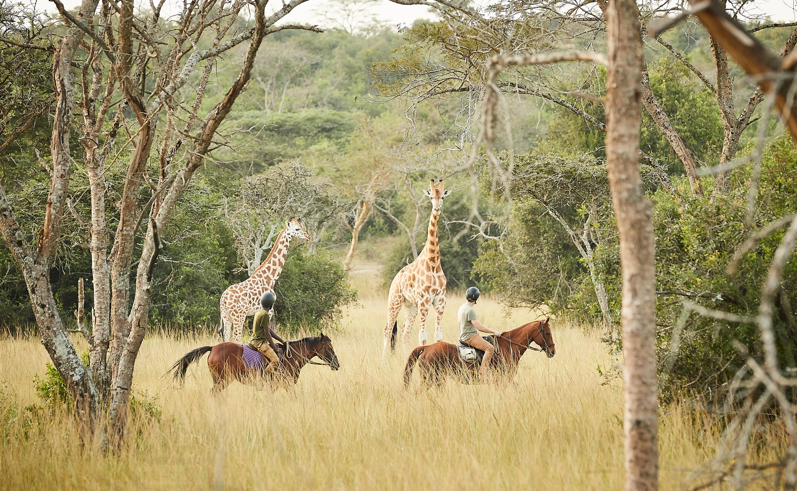 Giraffe and zebra in the acacia woodland