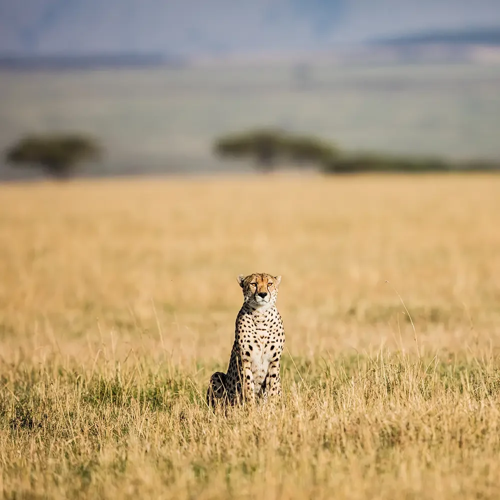 A cheetah sitting in the long grass
