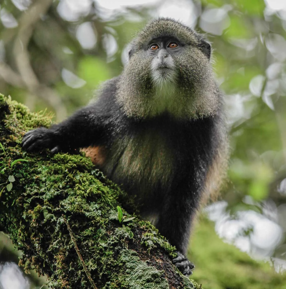 A golden monkey on a mossy branch