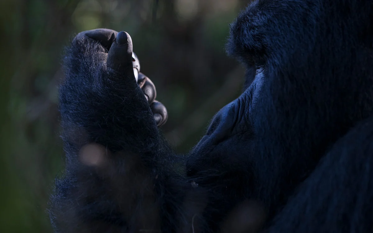 Two mountain gorillas in the shade