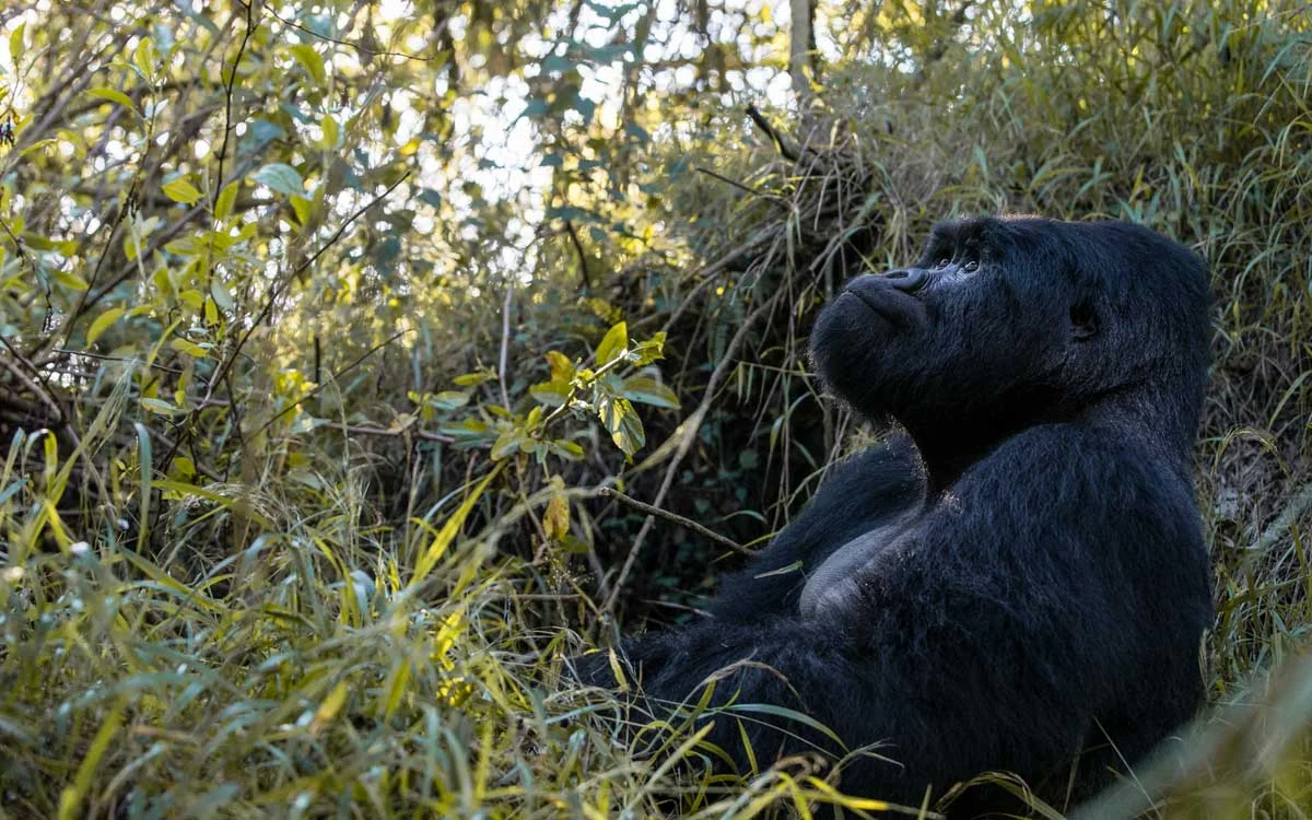 A mountain gorilla sitting in the undergrowth