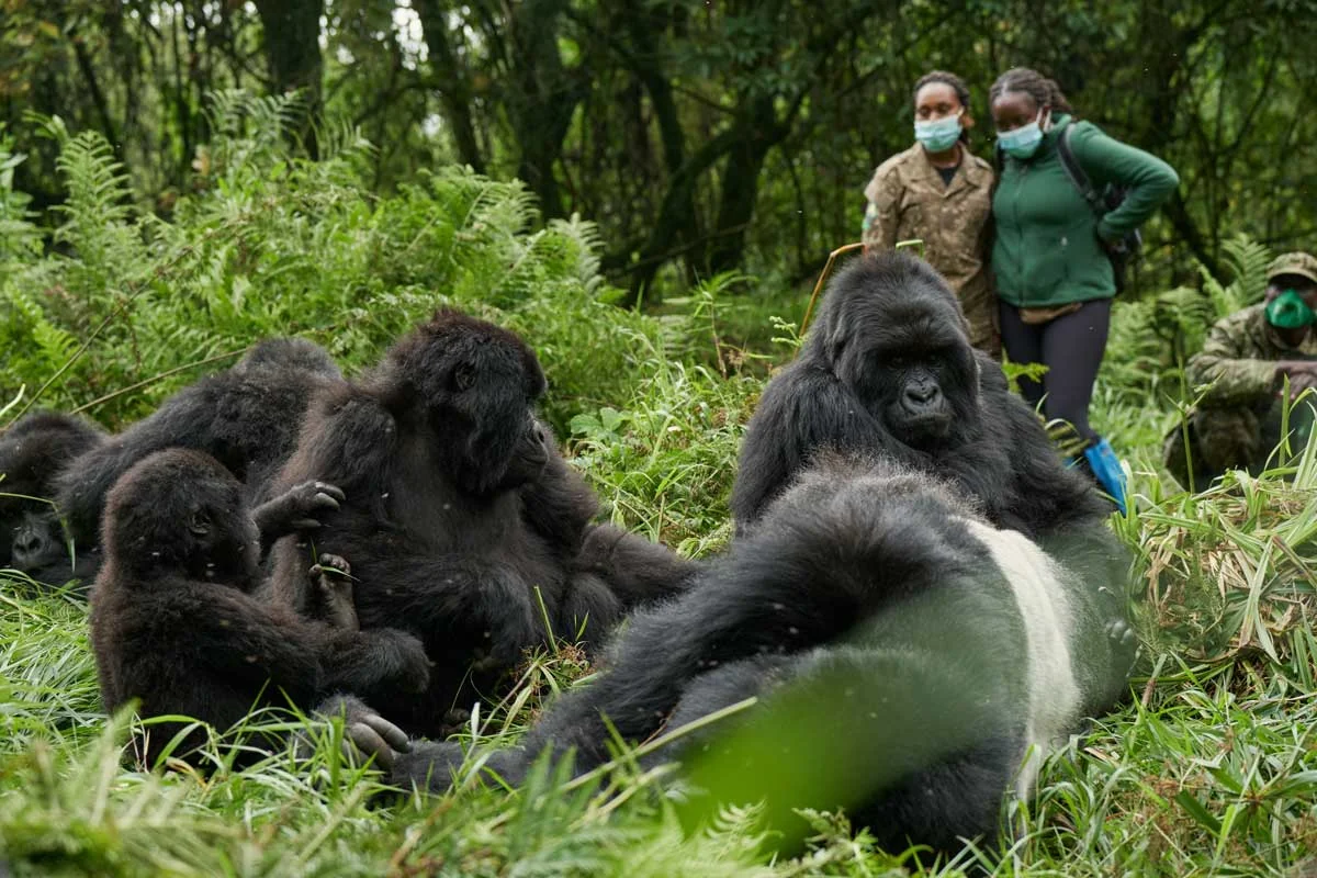 Trackers beside a resting gorilla family
