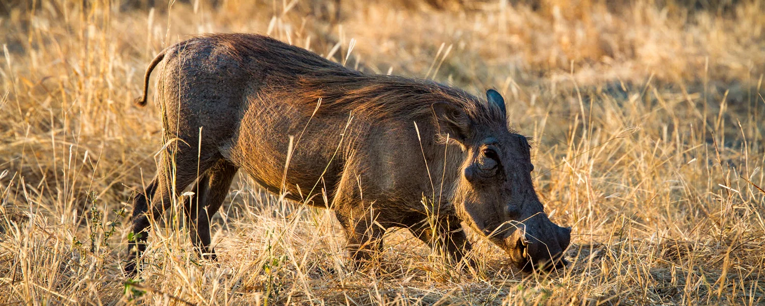 A warthog grazing in the dry grass