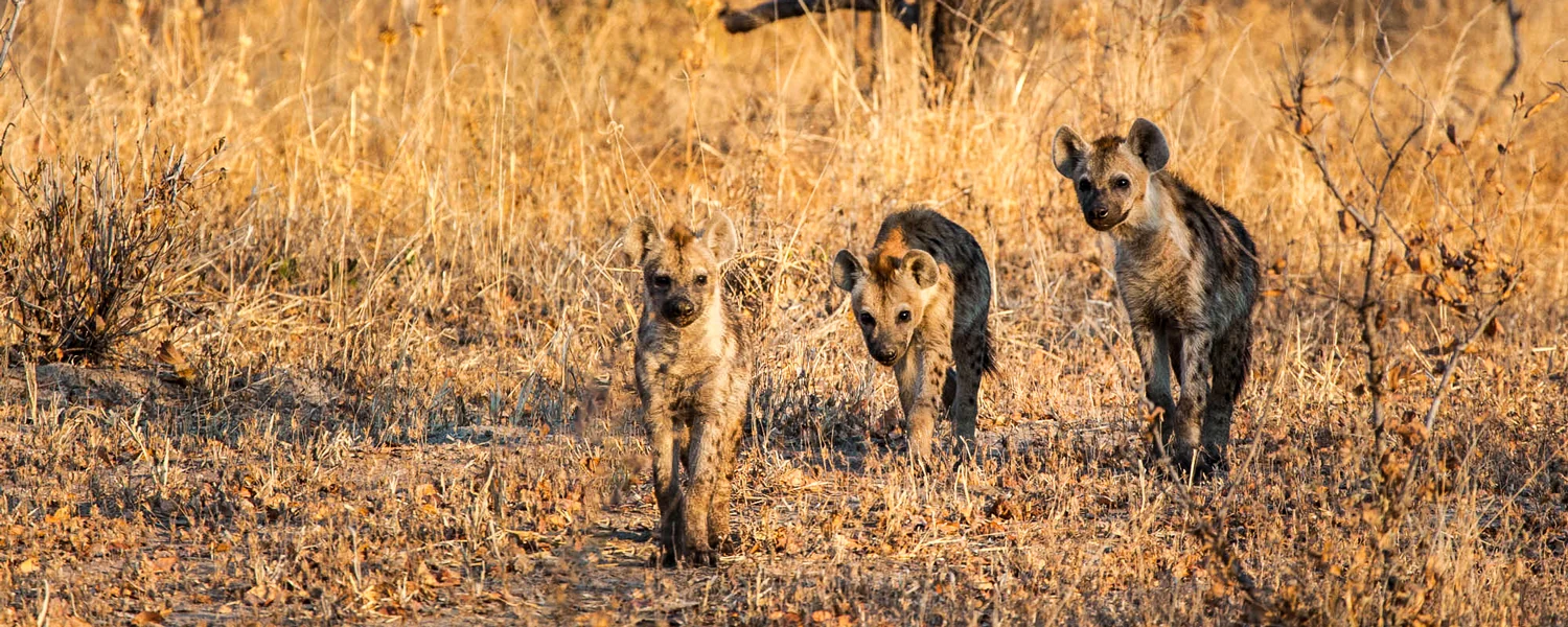 Three lion cubs walking through the grass