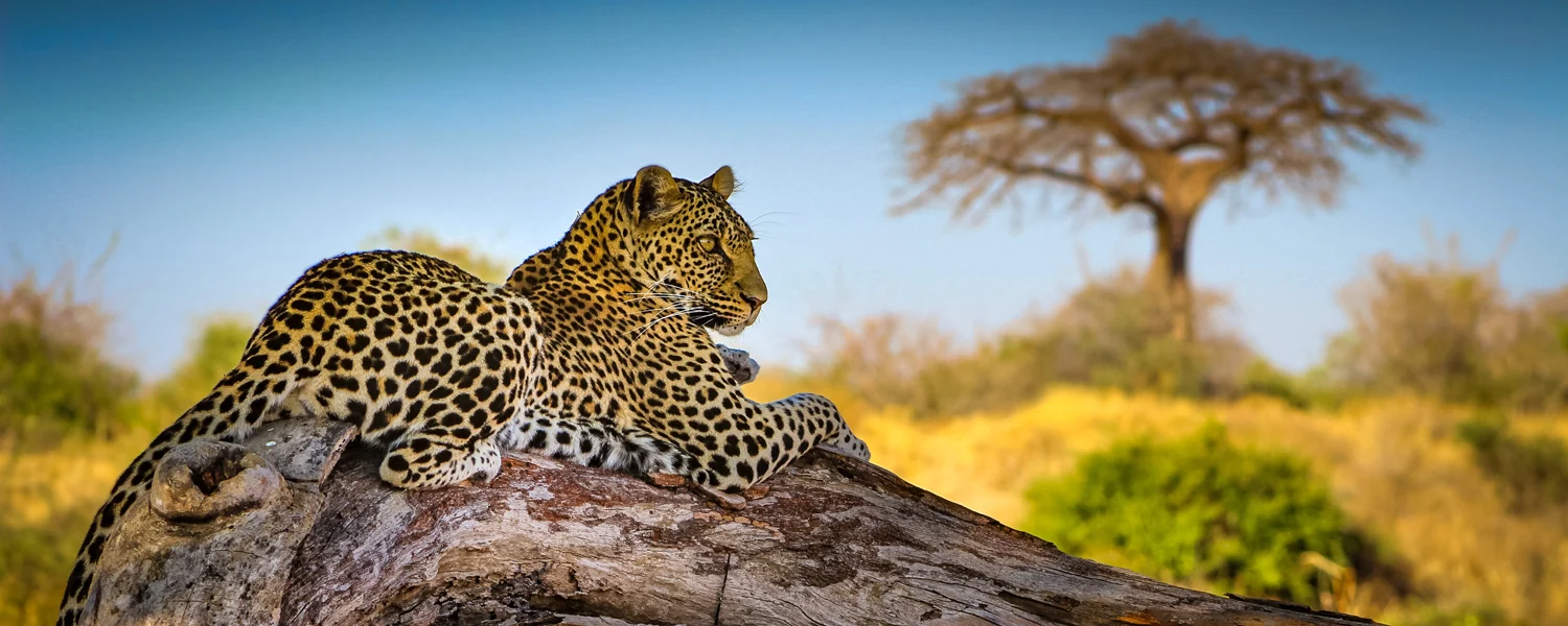 A leopard on a fallen tree with a baobab behind