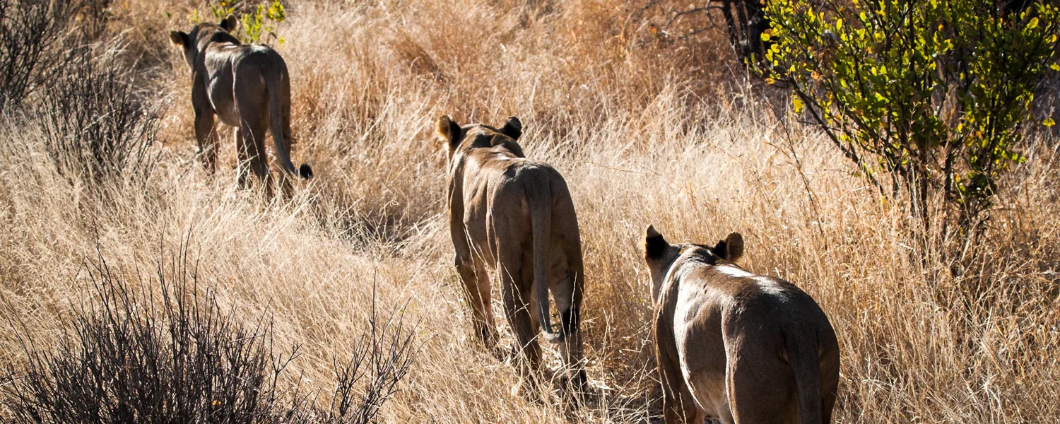 Lion walking through the long grass