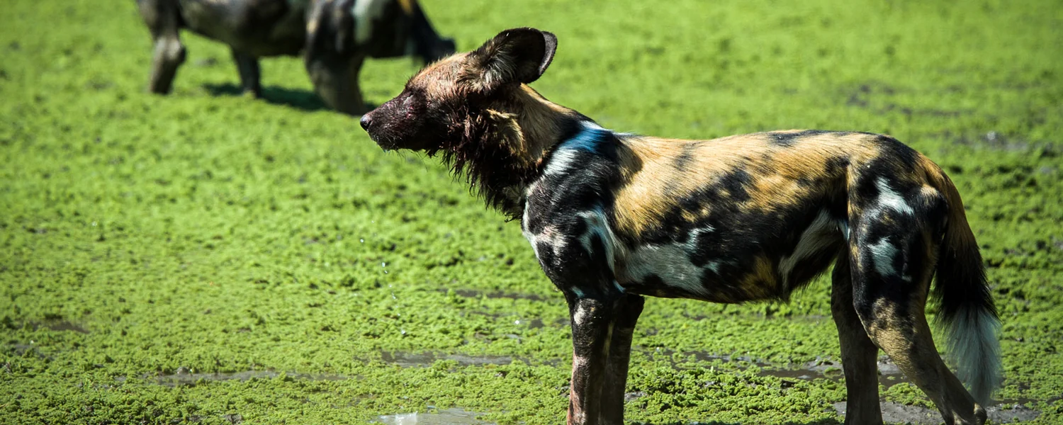 A wild dog on the green floodplain