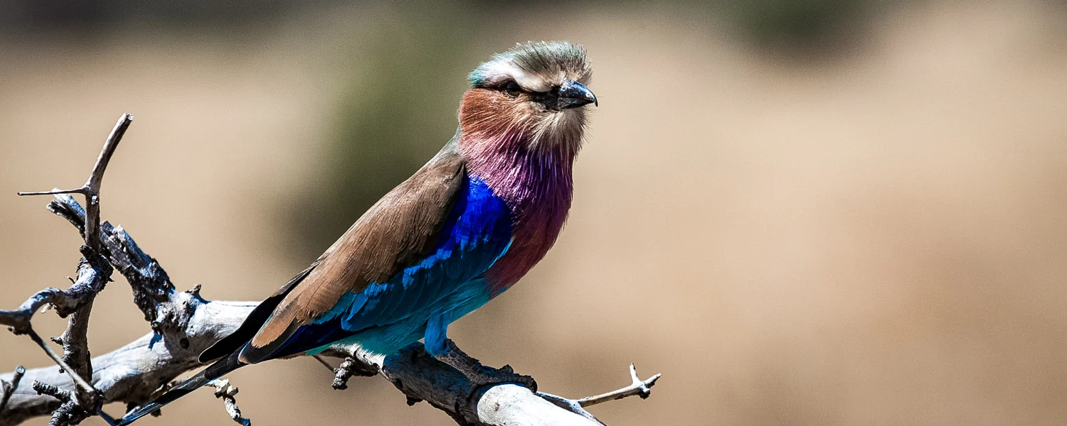 A lilac-breasted roller on a branch