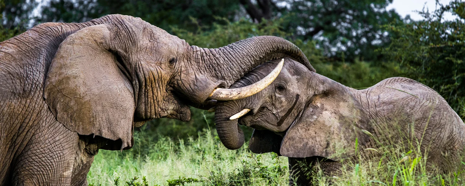 Two elephant bulls sparring
