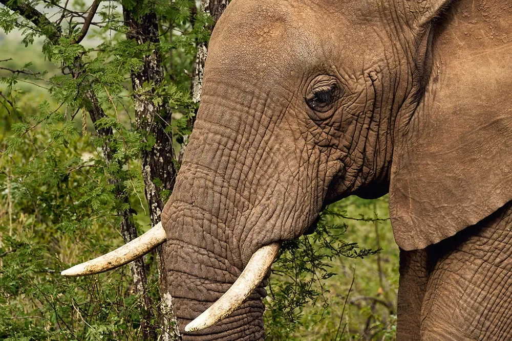 An elephant among the trees