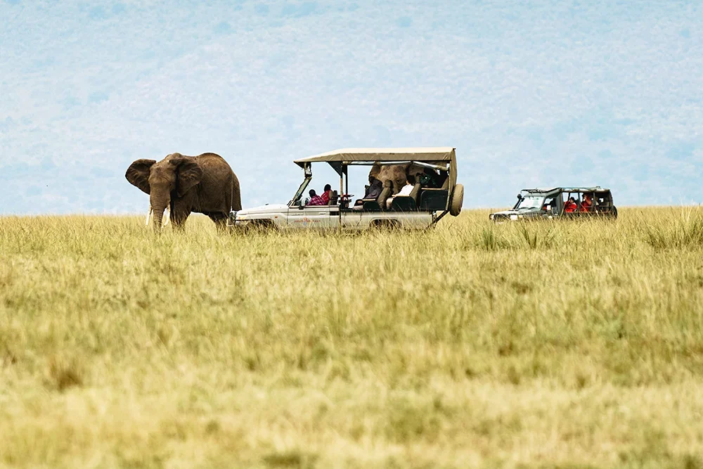 An elephant beside safari vehicles on the plains