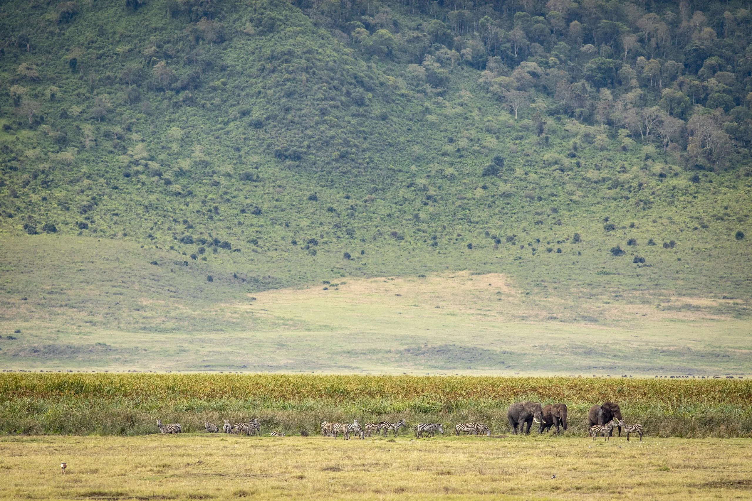 Wildebeest on the crater floor