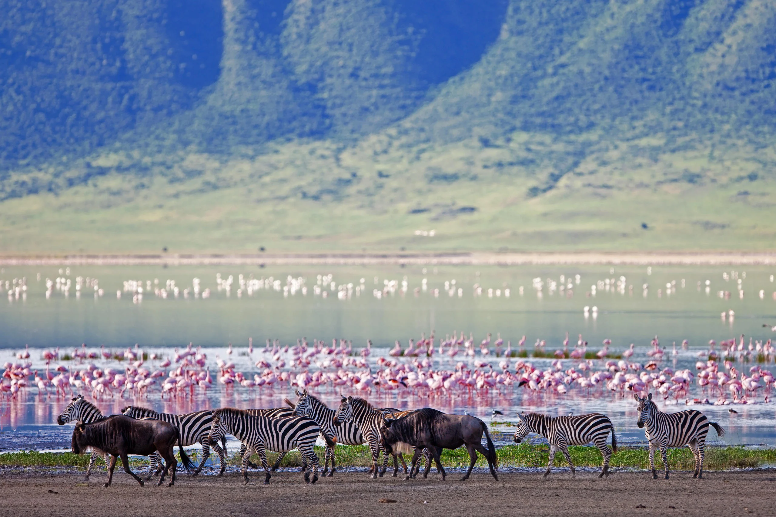 Zebra and flamingo at the lake on the crater floor
