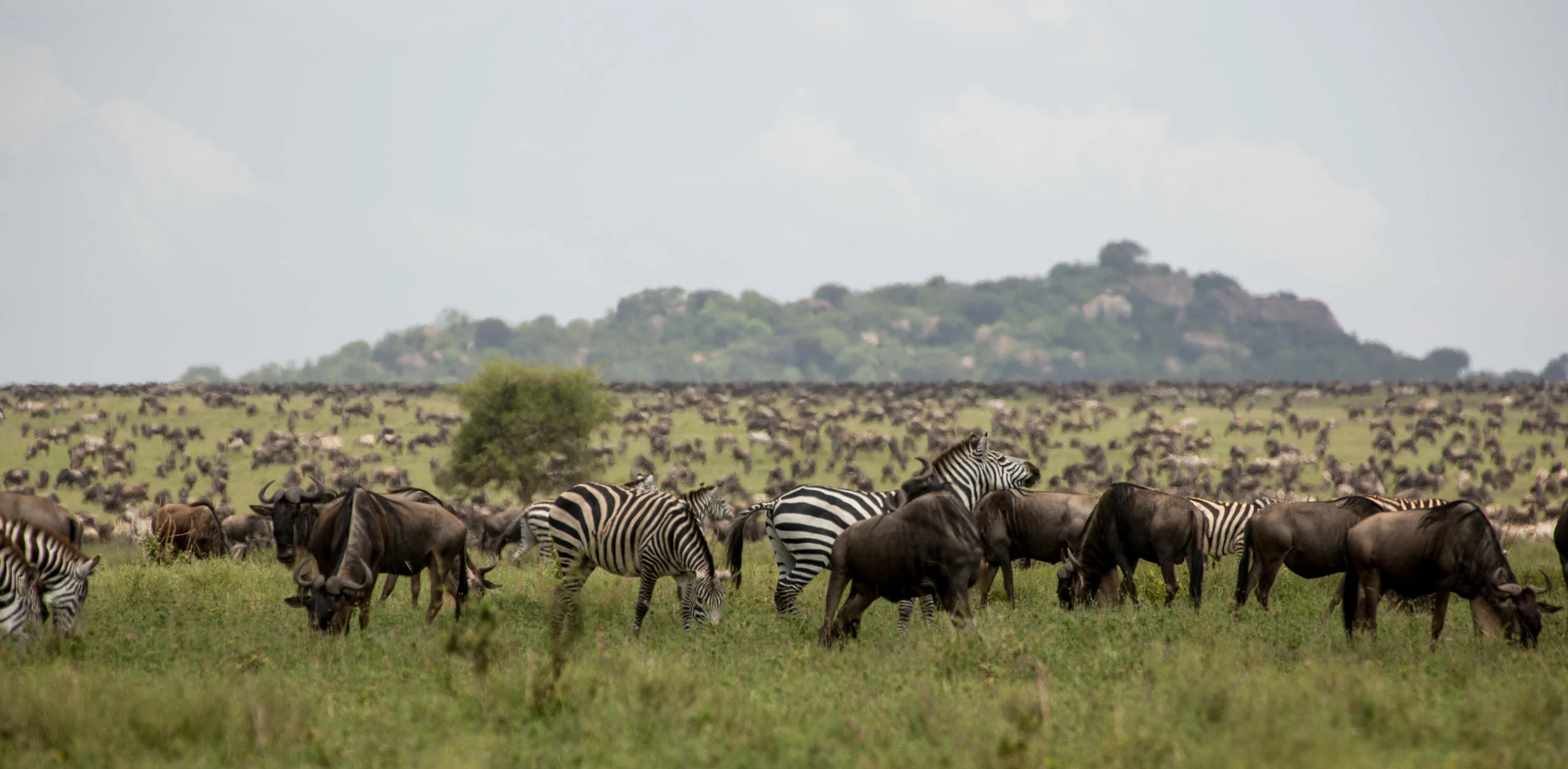 Wildebeest and zebra grazing below a kopje