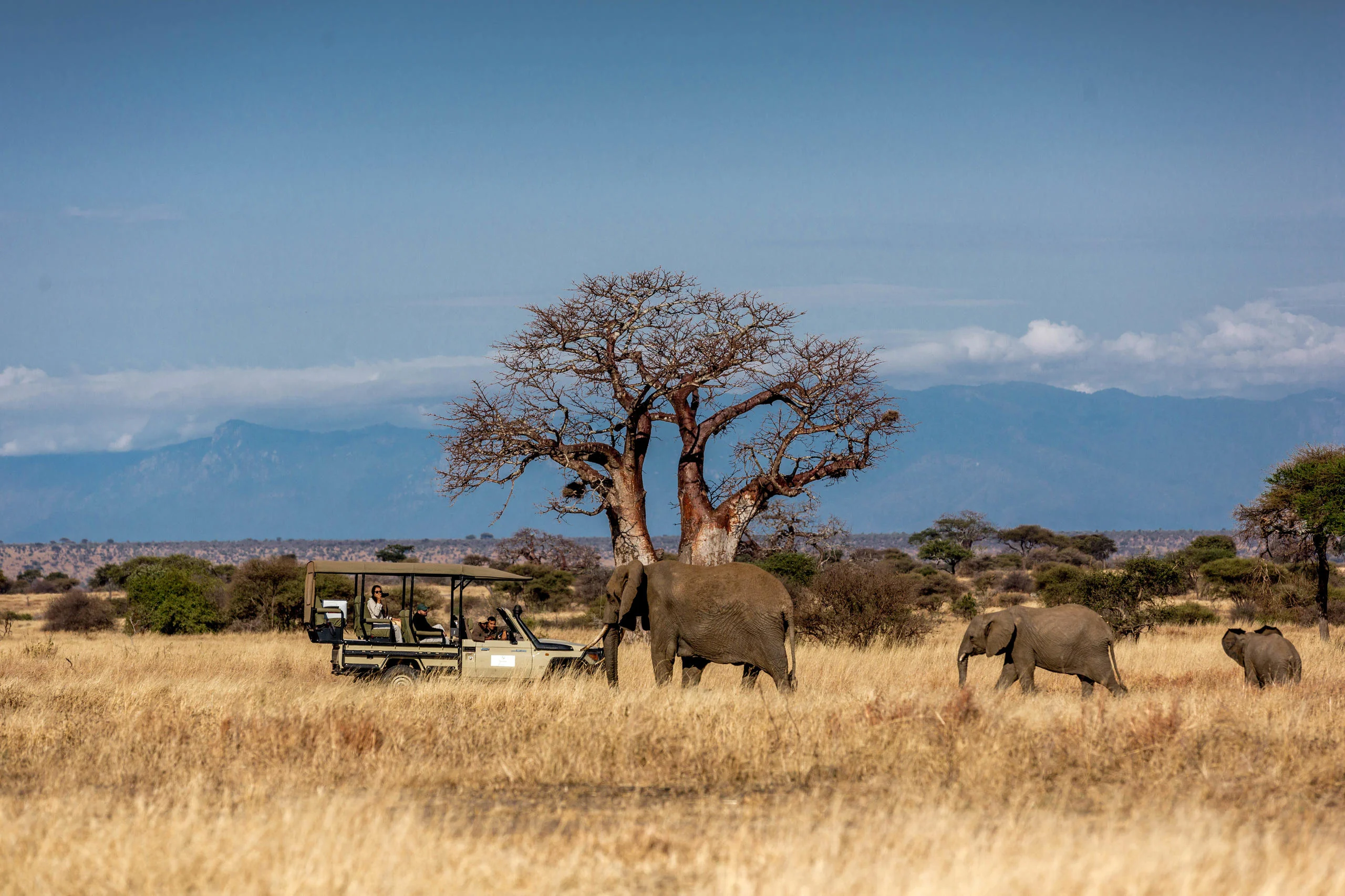Elephant and a safari vehicle beneath baobabs