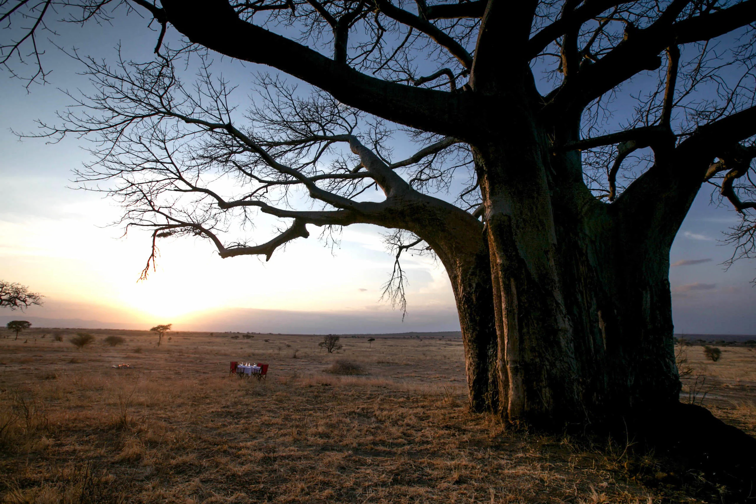 A baobab at sunset