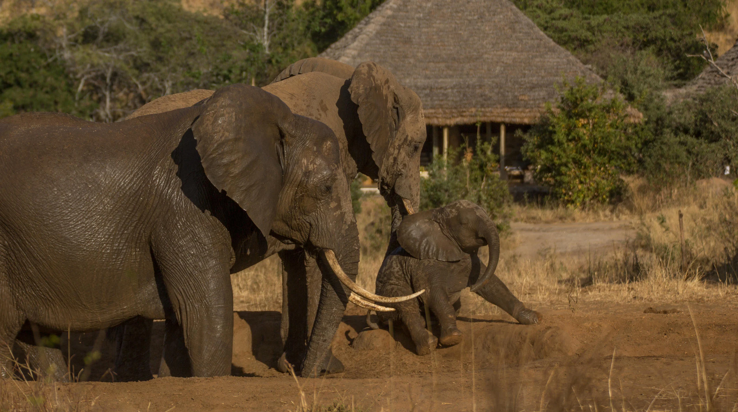 Elephant walking past the thatched camp