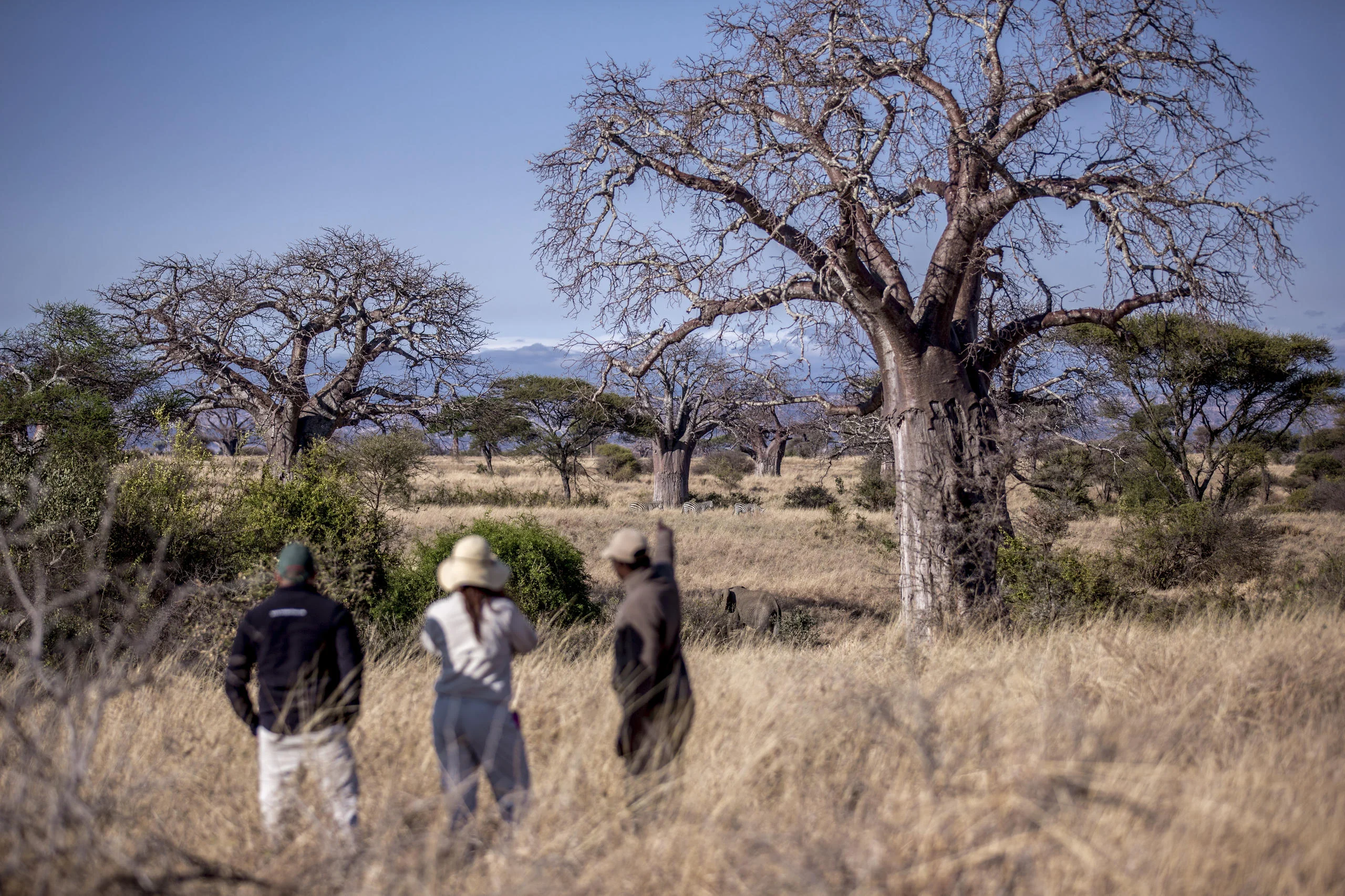 Guests on a walking safari among baobabs