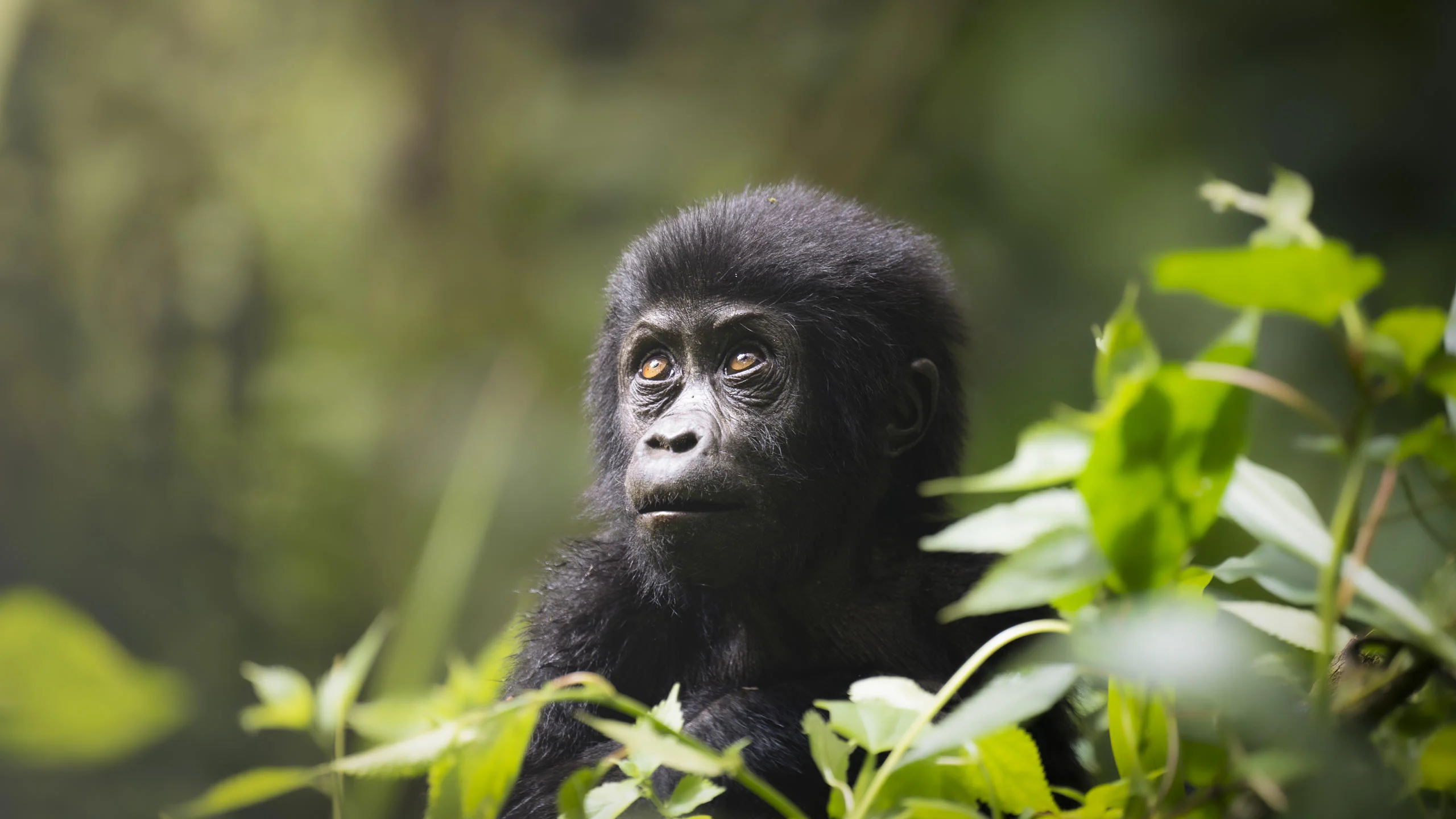 A young mountain gorilla among the leaves