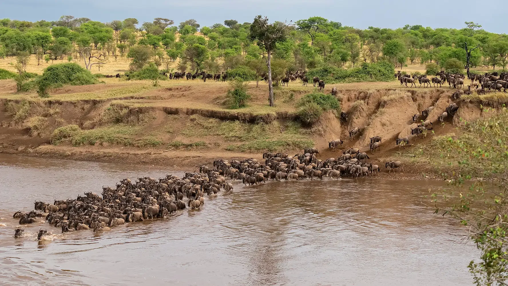Wildebeest crossing the river