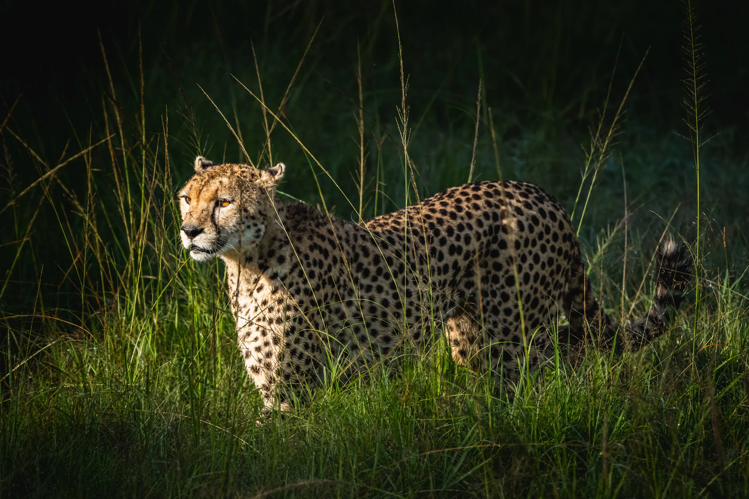 A cheetah in long grass
