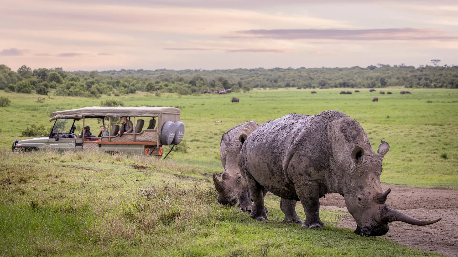 A white rhino near a safari vehicle