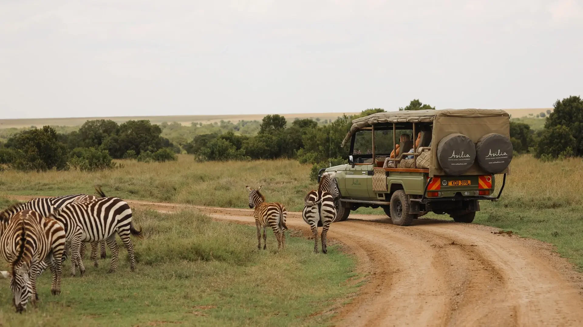Zebra beside a game drive vehicle