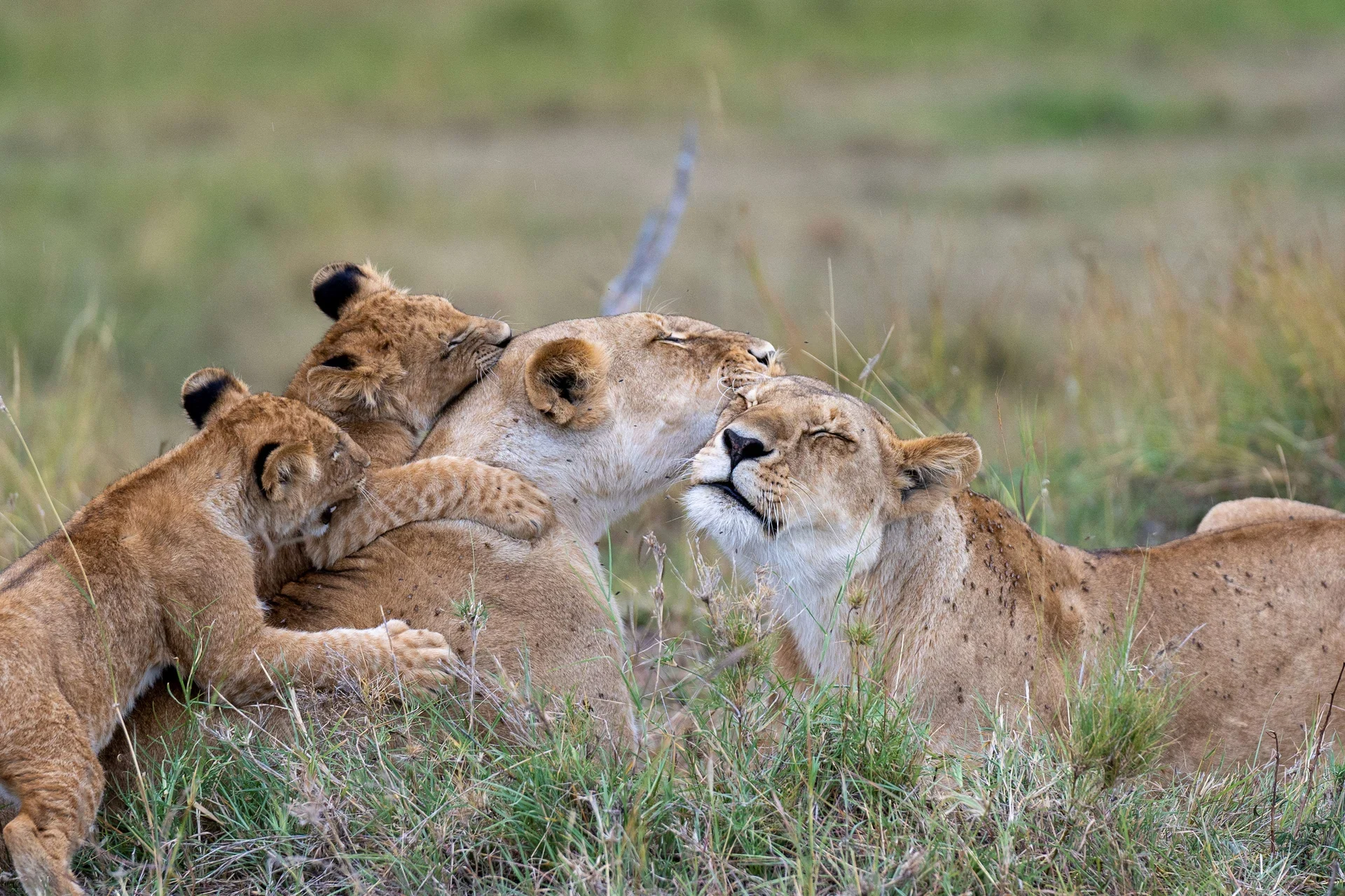 A lioness and her cubs in the grass