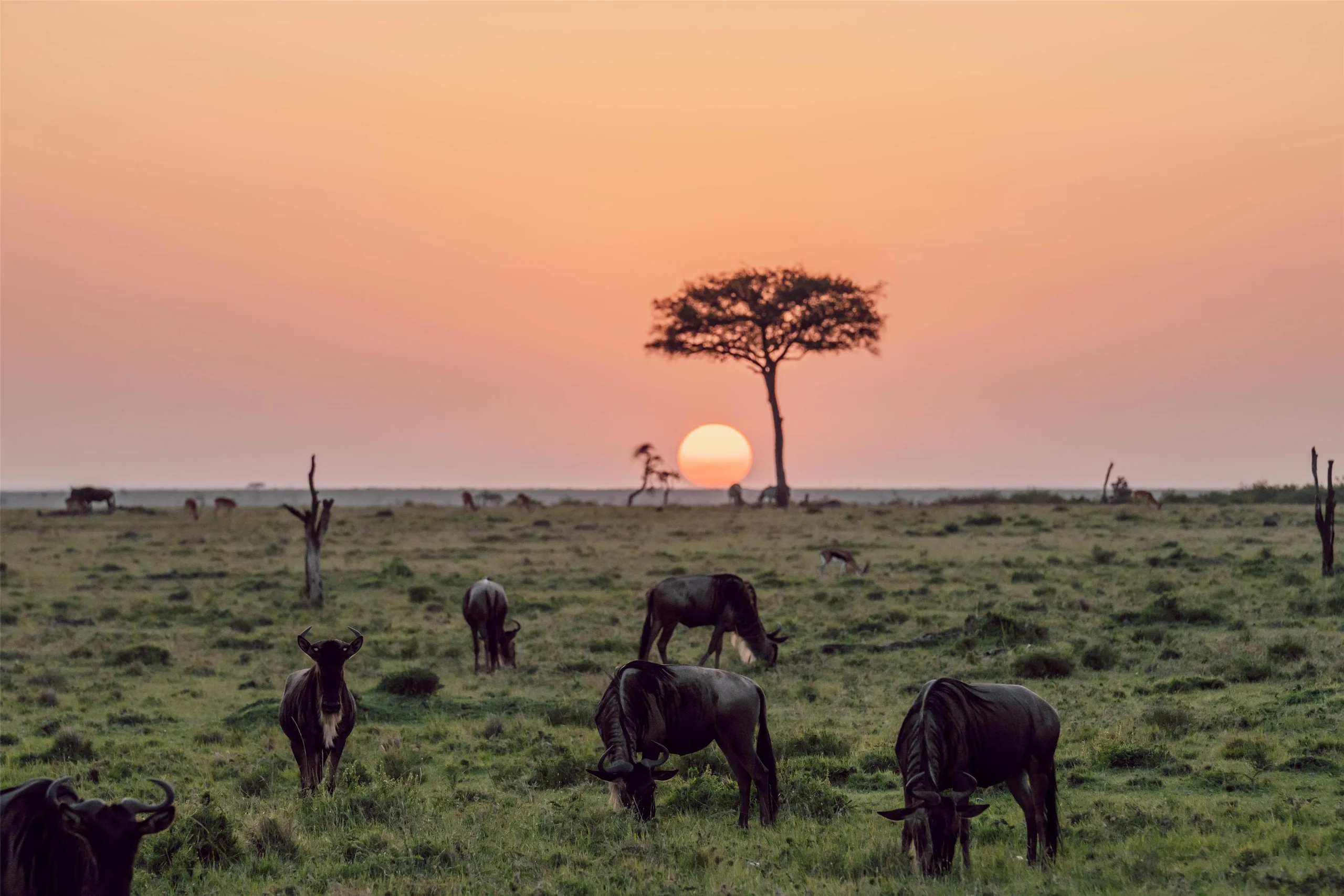 Wildebeest on the plains at sunset