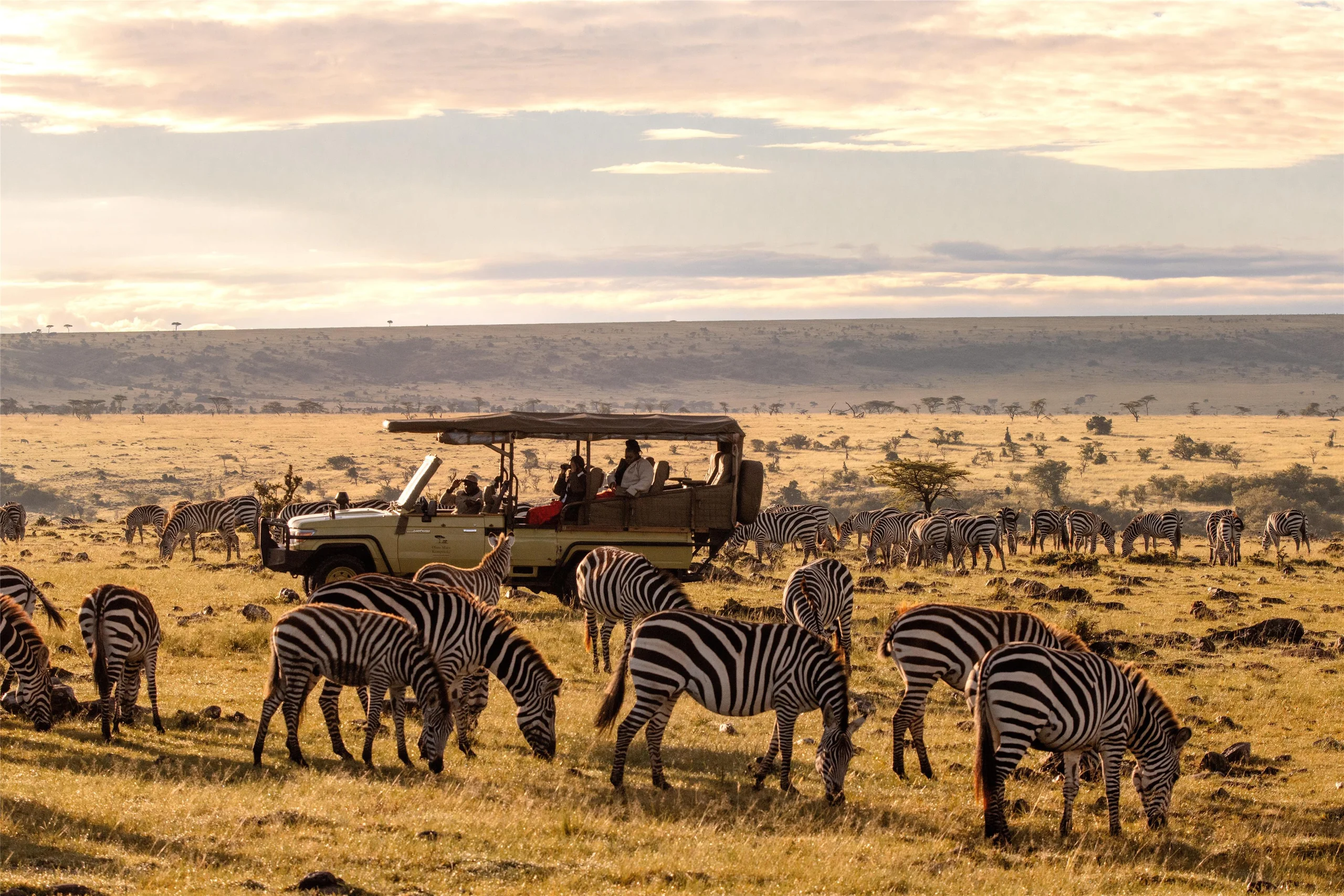 Zebra beside a game drive vehicle at dusk