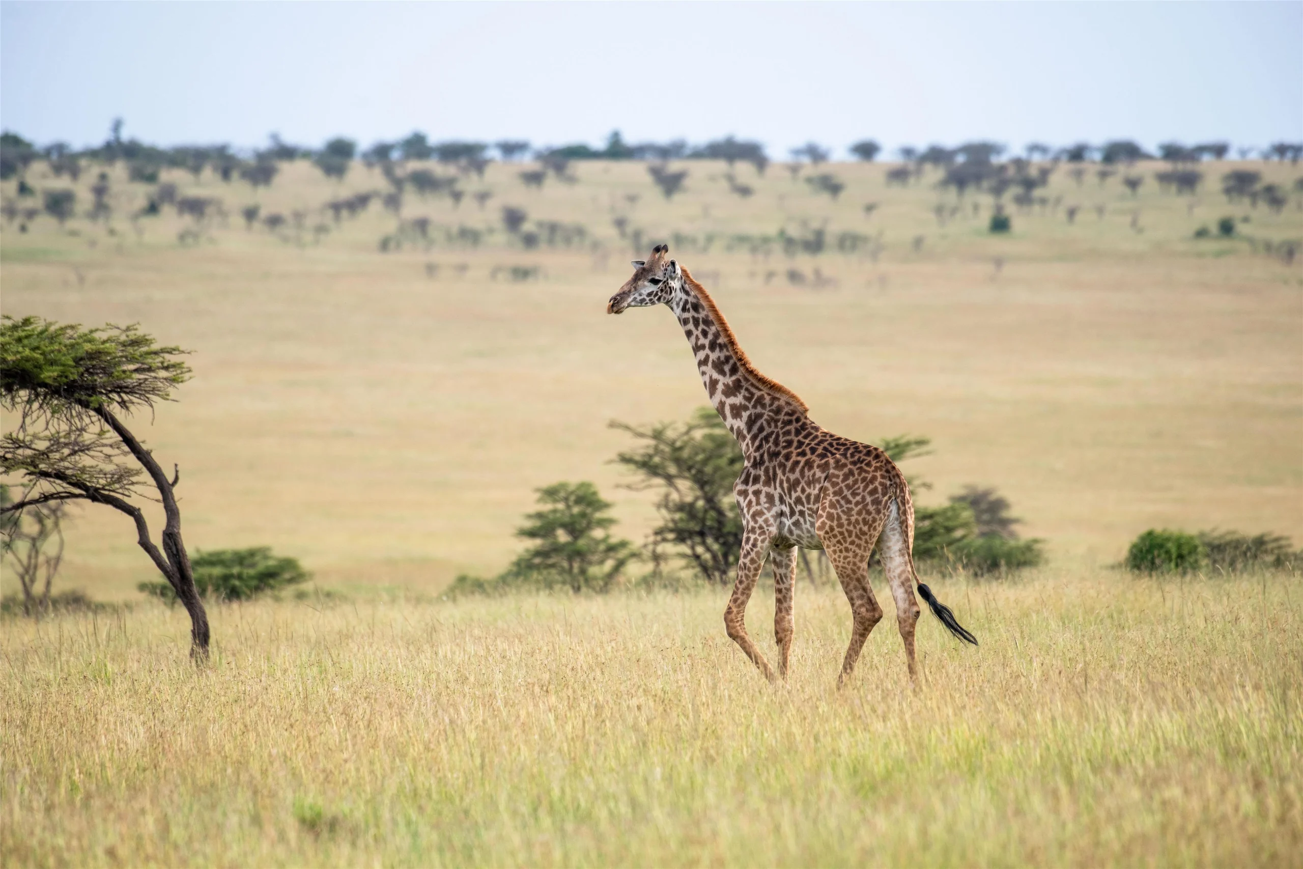 A giraffe crossing the plains